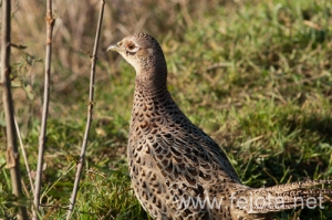 Nombre del archivo=101029_137.jpg
Tamaño del archivo=158Kb
Dimensiones=500x332
Fecha añadida=02 de Enero de 13 101029_137.jpg