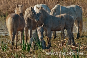 Nombre del archivo=101029_144.jpg
Tamaño del archivo=167Kb
Dimensiones=500x332
Fecha añadida=02 de Enero de 13 101029_144.jpg