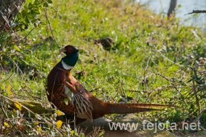 Nombre del archivo=101029_172.jpg
Tamaño del archivo=205Kb
Dimensiones=500x332
Fecha añadida=02 de Enero de 13 101029_172.jpg