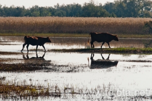 Nombre del archivo=101029_177.jpg
Tamaño del archivo=143Kb
Dimensiones=500x332
Fecha añadida=02 de Enero de 13 101029_177.jpg