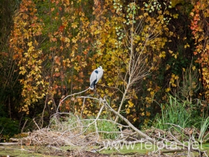Nombre del archivo=101030_015.jpg
Tamaño del archivo=332Kb
Dimensiones=500x375
Fecha añadida=03 de Enero de 13 101030_015.jpg