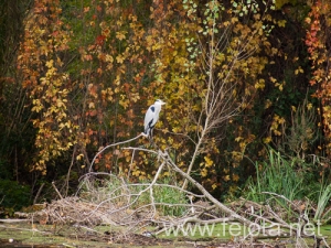 Nombre del archivo=101030_017.jpg
Tamaño del archivo=292Kb
Dimensiones=500x375
Fecha añadida=03 de Enero de 13 101030_017.jpg