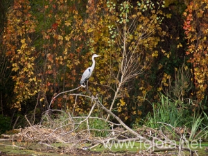 Nombre del archivo=101030_018.jpg
Tamaño del archivo=258Kb
Dimensiones=500x375
Fecha añadida=03 de Enero de 13 101030_018.jpg