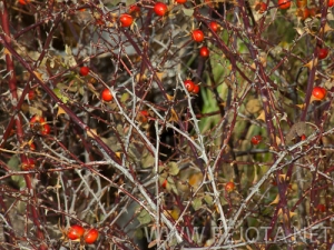 Nombre del archivo=101102_060.jpg
Tamaño del archivo=181Kb
Dimensiones=500x375
Fecha añadida=15 de Noviembre de 11 101102_060.jpg