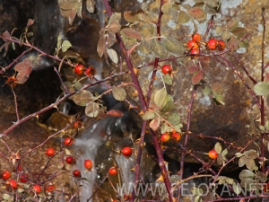 Nombre del archivo=101102_061.jpg
Tamaño del archivo=183Kb
Dimensiones=500x375
Fecha añadida=15 de Noviembre de 11 101102_061.jpg