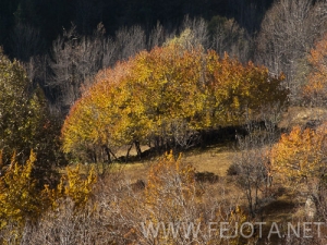 Nombre del archivo=101102_081.jpg
Tamaño del archivo=172Kb
Dimensiones=500x375
Fecha añadida=15 de Noviembre de 11 101102_081.jpg