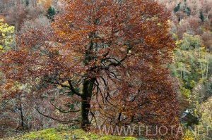 Nombre del archivo=101104_021.jpg
Tamaño del archivo=177Kb
Dimensiones=500x332
Fecha añadida=15 de Noviembre de 11 101104_021.jpg