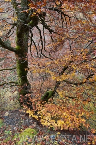 Nombre del archivo=101104_024.jpg
Tamaño del archivo=180Kb
Dimensiones=332x500
Fecha añadida=15 de Noviembre de 11 101104_024.jpg