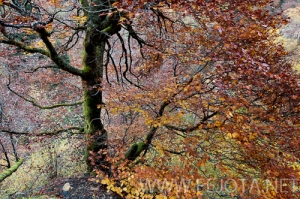 Nombre del archivo=101104_025.jpg
Tamaño del archivo=197Kb
Dimensiones=500x332
Fecha añadida=15 de Noviembre de 11 101104_025.jpg