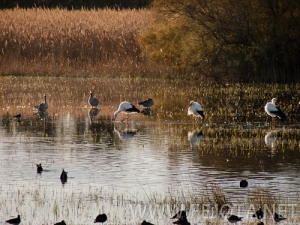Nombre del archivo=101121_021.jpg
Tamaño del archivo=180Kb
Dimensiones=500x375
Fecha añadida=16 de Noviembre de 11 101121_021.jpg