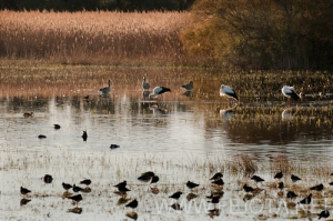 Nombre del archivo=101121_023.jpg
Tamaño del archivo=157Kb
Dimensiones=500x332
Fecha añadida=16 de Noviembre de 11 101121_023.jpg