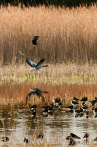 Nombre del archivo=101121_026.jpg
Tamaño del archivo=152Kb
Dimensiones=332x500
Fecha añadida=16 de Noviembre de 11 101121_026.jpg