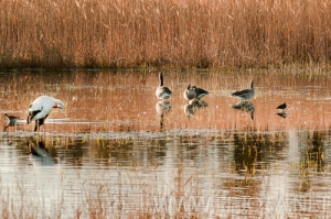 Nombre del archivo=101121_028.jpg
Tamaño del archivo=178Kb
Dimensiones=500x332
Fecha añadida=16 de Noviembre de 11 101121_028.jpg