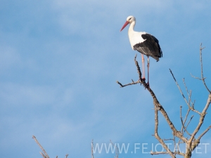 Nombre del archivo=101121_043.jpg
Tamaño del archivo=160Kb
Dimensiones=500x375
Fecha añadida=16 de Noviembre de 11 101121_043.jpg