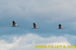 Nombre del archivo=101201_176.jpg
Tamaño del archivo=58Kb
Dimensiones=500x333
Fecha añadida=03 de Febrero de 12 101201_176.jpg