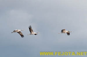 Nombre del archivo=101201_196.jpg
Tamaño del archivo=47Kb
Dimensiones=500x333
Fecha añadida=03 de Febrero de 12 101201_196.jpg