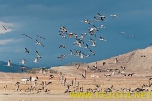 Nombre del archivo=101201_218.jpg
Tamaño del archivo=108Kb
Dimensiones=500x333
Fecha añadida=03 de Febrero de 12 101201_218.jpg