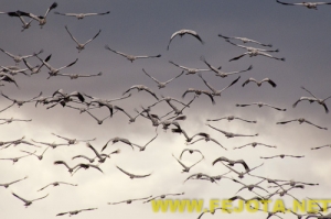 Nombre del archivo=101202_006.jpg
Tamaño del archivo=94Kb
Dimensiones=500x333
Fecha añadida=03 de Febrero de 12 101202_006.jpg