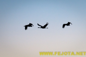 Nombre del archivo=101216_012.jpg
Tamaño del archivo=50Kb
Dimensiones=500x333
Fecha añadida=03 de Febrero de 12 101216_012.jpg