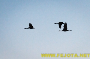 Nombre del archivo=101216_013.jpg
Tamaño del archivo=61Kb
Dimensiones=500x333
Fecha añadida=03 de Febrero de 12 101216_013.jpg