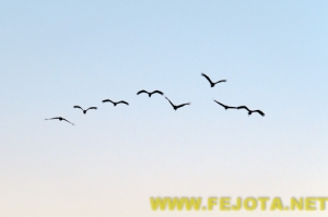 Nombre del archivo=101216_030.jpg
Tamaño del archivo=43Kb
Dimensiones=500x333
Fecha añadida=03 de Febrero de 12 101216_030.jpg