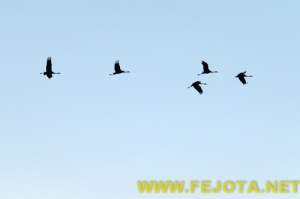 Nombre del archivo=101216_031.jpg
Tamaño del archivo=42Kb
Dimensiones=500x333
Fecha añadida=03 de Febrero de 12 101216_031.jpg