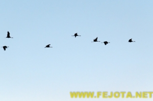 Nombre del archivo=101216_032.jpg
Tamaño del archivo=41Kb
Dimensiones=500x333
Fecha añadida=03 de Febrero de 12 101216_032.jpg