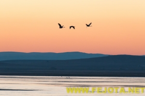 Nombre del archivo=101216_035.jpg
Tamaño del archivo=62Kb
Dimensiones=500x333
Fecha añadida=03 de Febrero de 12 101216_035.jpg