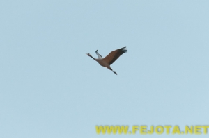 Nombre del archivo=101216_067.jpg
Tamaño del archivo=38Kb
Dimensiones=500x333
Fecha añadida=03 de Febrero de 12 101216_067.jpg