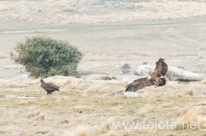 Nombre del archivo=101222_005.jpg
Tamaño del archivo=116Kb
Dimensiones=500x333
Fecha añadida=07 de Enero de 13 101222_005.jpg