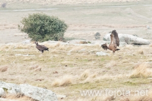 Nombre del archivo=101222_006.jpg
Tamaño del archivo=121Kb
Dimensiones=500x333
Fecha añadida=07 de Enero de 13 101222_006.jpg