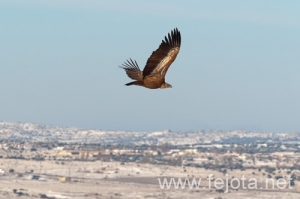 Nombre del archivo=101224_006.jpg
Tamaño del archivo=72Kb
Dimensiones=500x333
Fecha añadida=07 de Enero de 13 101224_006.jpg