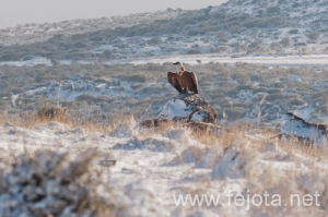 Nombre del archivo=101224_025.jpg
Tamaño del archivo=114Kb
Dimensiones=500x333
Fecha añadida=07 de Enero de 13 101224_025.jpg