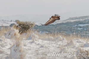 Nombre del archivo=101224_028.jpg
Tamaño del archivo=88Kb
Dimensiones=500x333
Fecha añadida=07 de Enero de 13 101224_028.jpg