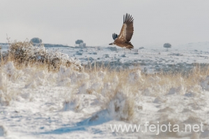 Nombre del archivo=101224_029.jpg
Tamaño del archivo=91Kb
Dimensiones=500x333
Fecha añadida=07 de Enero de 13 101224_029.jpg