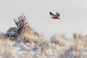 Nombre del archivo=101224_034.jpg
Tamaño del archivo=84Kb
Dimensiones=500x333
Fecha añadida=07 de Enero de 13 101224_034.jpg