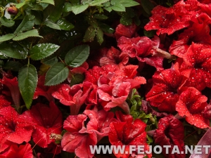 Nombre del archivo=110512_010.jpg
Tamaño del archivo=231Kb
Dimensiones=500x375
Fecha añadida=20 de Marzo de 12 110512_010.jpg