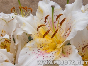 Nombre del archivo=110512_026.jpg
Tamaño del archivo=139Kb
Dimensiones=500x375
Fecha añadida=20 de Marzo de 12 110512_026.jpg