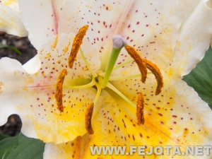 Nombre del archivo=110512_028.jpg
Tamaño del archivo=154Kb
Dimensiones=500x375
Fecha añadida=20 de Marzo de 12 110512_028.jpg