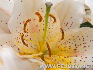 Nombre del archivo=110512_030.jpg
Tamaño del archivo=185Kb
Dimensiones=500x375
Fecha añadida=20 de Marzo de 12 110512_030.jpg