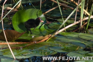 Nombre del archivo=110514_027.jpg
Tamaño del archivo=227Kb
Dimensiones=500x333
Fecha añadida=10 de Marzo de 12 110514_027.jpg