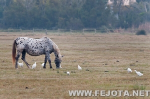 Nombre del archivo=111031_035.jpg
Tamaño del archivo=231Kb
Dimensiones=500x333
Fecha añadida=03 de Marzo de 12 111031_035.jpg