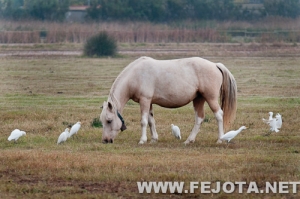 Nombre del archivo=111031_039.jpg
Tamaño del archivo=154Kb
Dimensiones=500x333
Fecha añadida=03 de Marzo de 12 111031_039.jpg