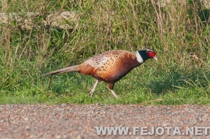 Nombre del archivo=111128_002.jpg
Tamaño del archivo=223Kb
Dimensiones=500x333
Fecha añadida=03 de Marzo de 12 111128_002.jpg