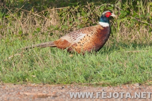 Nombre del archivo=111128_005.jpg
Tamaño del archivo=217Kb
Dimensiones=500x333
Fecha añadida=03 de Marzo de 12 111128_005.jpg