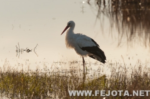 Nombre del archivo=111128_010.jpg
Tamaño del archivo=112Kb
Dimensiones=500x333
Fecha añadida=03 de Marzo de 12 111128_010.jpg