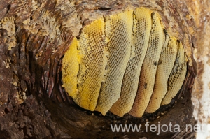 Nombre del archivo=120220_036.jpg
Tamaño del archivo=224Kb
Dimensiones=500x333
Fecha añadida=19 de Junio de 12 120220_036.jpg