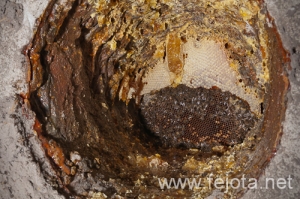 Nombre del archivo=120220_080.jpg
Tamaño del archivo=396Kb
Dimensiones=500x332
Fecha añadida=19 de Junio de 12 120220_080.jpg