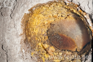 Nombre del archivo=120220_107.jpg
Tamaño del archivo=370Kb
Dimensiones=500x333
Fecha añadida=19 de Junio de 12 120220_107.jpg