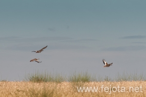 Nombre del archivo=120630_040.jpg
Tamaño del archivo=63Kb
Dimensiones=500x333
Fecha añadida=24 de Julio de 12 120630_040.jpg